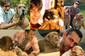 Bollywood Stars And Their Pets Marshalls Pet Zone After golmaal and golmaal returns, i had high expectations of this. bollywood stars and their pets