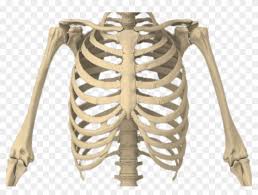 It is made up of 12 function. Bones Of The Body Rib Cage Transparent Background Clipart 5617993 Pikpng