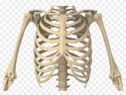 They are curved and flat bones. Bones Of The Body Rib Cage Transparent Background Clipart 5617993 Pikpng