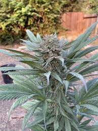 Heightzone november 20, 2020 purpled is an american teenage twitch partnered streamer who is known for his work in the field of minecraft streaming and has got himself a huge amount of followers already in his twitch account. Jack Frost About Ready To Pull Thcfarmer Cannabis Cultivation Network