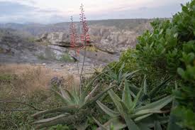 Image result for Aloe plowesii