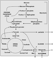 Check spelling or type a new query. Characterization Of Cultured Cells Book Chapter Iopscience