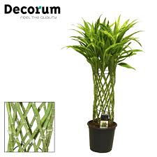Image result for Dracaena sanderiana