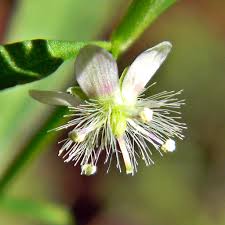 Image result for Scoparia dulcis