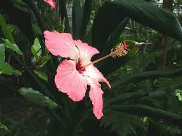 Image result for Hibiscus seineri