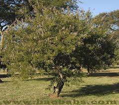 Image result for Acacia tenuispina