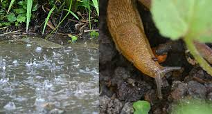 Mar 04, 2021 · many gardeners believe that the solution not only deters pests, but may kill many on contact. It S A Slug Fest Out There Dealing With Slugs In Western New York Buffalo Niagaragardening Com