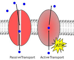 Difference Between Active And Passive Transport Lorecentral Passive Transport Active Transport Biology Cell Transport