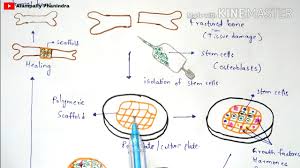 A549 cell line origin the a549 cell line was established in 1972 by d.j. Cell Line Culture Procedure Finite And Continuous Cell Line Primary And Secondary Cell Lines Youtube