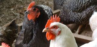 We did not find results for: Fresh Genes Needed To Save Chicken Industry Wired