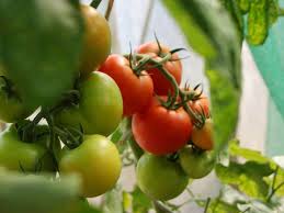 The first tomato dressing is carried out at the seedling age. When To Fertilize Tomato Seedlings