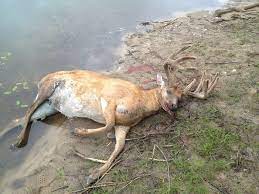 10 Common Whitetail Deer Diseases That Are Plaguing Herds Nationwide
