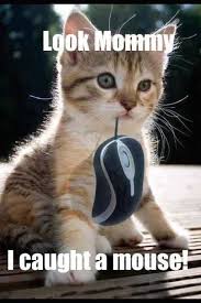 35 Great Funny Animals Pictures Cute Animals Funny Animal Pictures Funny Cat Memes