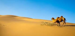 If you're looking for somewhere on planet earth offering the most extreme climate and challenging weather conditions, mongolia is it. Mongolia Gobi Grasslands Luxury Mongolia Itinerary Remote Lands