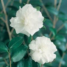 Commercially available potting soil is generally composed of three ingredients: Camellia Sasanqua Silver Dollar