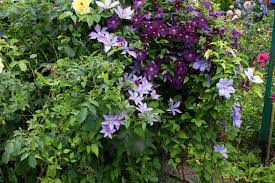 Clematis petit faucon $16.50 $10.90. Herzlich Willkommen Im Clematis Shop Westphal Friedrich M Westphal Clematiskulturen