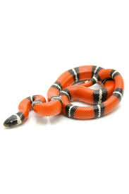 Lampropeltis Triangulum Sinaloae Origine Ne En Captivite Dans L Ue Sexe Sexage Sur Demande Annee De Naissance 2019 Un véritable coup de cœur: animaux vivantslampropeltis triangulum sinaloae