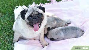 Bathe the puppy in oatmeal shampoo or a mild shampoo, you can use benadryl but it is best to ask a veterinarian how much to use, because a human yes, but dog shampoo is gentler then human shampoo. 3 Ways To Bathe A Newborn Puppy Wikihow