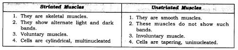 They are made up of muscle cell.they are elongated and large size,so they are called as muscle fibre.they contain special protein called contractile protein. Class 9 Science Tissues Free Study Material Cbse Sample Papers Books Studyguide360