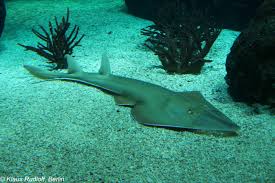 It has small spines and elongated denticles in the middle of its body, the ventral side of the icles. Image Glaucostegus Typus Giant Shovelnose Ray Biolib Cz