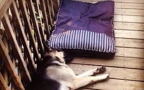 German shepherds are large dogs. Top Beds For German Shepherds Pure Shepherd