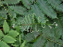 Image result for Cyathea capensis