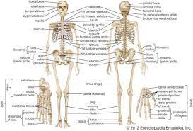 Dengan adanya sistem ini, manusia dapat bergerak dan berbagai organ penting di dalam. Macam Macam Tulang Pembentuk Rangka Manusia Serta Fungsinya