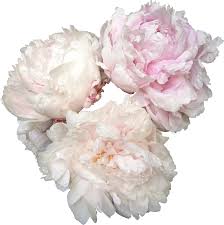 Maybe you would like to learn more about one of these? Download Peonies Png Photos Names Of Bridal Bouquet Flowers Full Size Png Image Pngkit