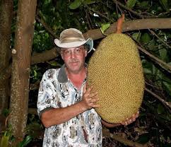 10 Of The World S Largest Vegetables And Fruits Oddee Com Biggest Pumpkin Biggest Watermelon Vegetable Pictures Fruit Giant Food