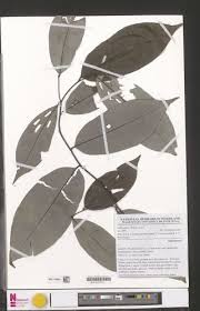 Image result for Annickia lebrunii