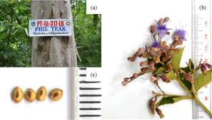 Image result for Tectona