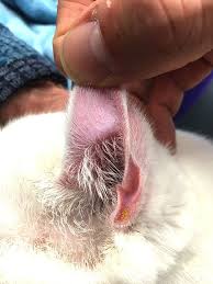It is thought to work by drowning the. Harvest Mites
