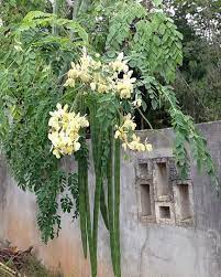 50 Wingless Seeds Moringa Oleifera Moringa Tree Drumstick Tree Etsy Moringa Oleifera Tree Moringa Tree Moringa Oleifera