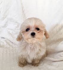 New and used items, cars, real estate, jobs, services, vacation rentals and more we have 3 maltipoo puppies ready to go. Teacup Maltipoo Puppies Novocom Top