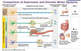 Anatomy 1 Chapter 14 Autonomic Nervous System Flashcards Quizlet