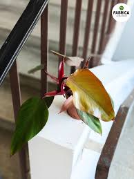 Image result for Filodendron Philodendron