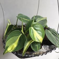 Did you scroll all this way to get facts about philodendron silver stripe? Philodendron Brasil Gabby Rio And Silver Stripe Cod Only Shopee Philippines