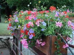 Servir une jardinière pour entremets. Jardiniere Quatre Saisons De Plantes Dossier