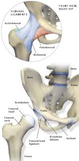 (between long tendon of lateral ulnar muscle and lateral styloid process of radius). Anatomy Of The Hip Central Coast Orthopedic Medical Group
