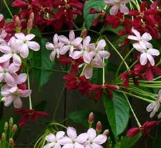 Image result for Combretaceae