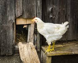 Epingle Sur Poules