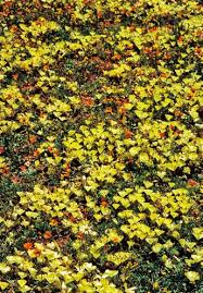 Image result for Chascanum schlechteri