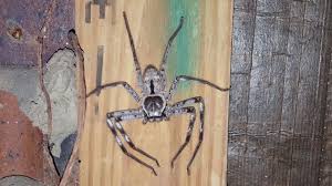 It is considered the world's largest spider by leg span, which can reach up to 30 cm (1 ft). Giant Huntsman Spider Along With Hundreds Of Spiderlings Spotted By Pest Controller Video Ibtimes India