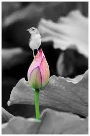 Post your best black and white pictures with a splash of color. Splash Of Colour Color Splash Photo Color Splash Color Splash Pink