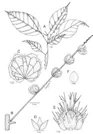 Image result for Paranecepsia alchorneifolia