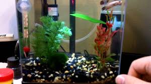 Tetra 1 5 Gallon Tank With Bettas And Ghost Shrimp Youtube