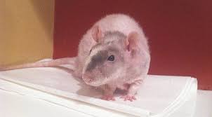 Find the corner of the cage that your rats usually go to the toilet, then place a tray filled with litter there. Litter Box Literacy The Finer Points Of Teaching Pet Rats To Urinate In Litter Boxes About Pet Rats