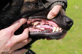 We did not find results for: Jaw With Belgian Shepherd S Teeth Malinois Shown To See The Pie Stock Photo Picture And Royalty Free Image Image 79069545