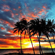 Oahu, hawaii, north shore, sunset beach: Water Sky Dusk Sea Sunset Beach Palm Leaf Palm Tree Ocean Clouds Trees Palms Coconut Tree Palm Leaves Maui Hawaii Beach Sunset Palmtrees Palms Ocean Pacfic Pacificocean Clouds Stock Photo Dd0b9291 D729 5a95 A875 1582a60c36bd