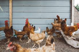 Raising Chickens 101 How To Build A Chicken Coop Diy Chicken Coop The Old Farmer S Almanac